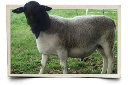 Dorperschaf Zuchtbock