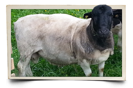 Dorperschaf Zuchtbock