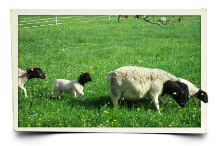 Dorperschaf Zucht Salzburg