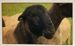 Zuchtbock Rocky