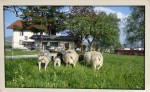 Tiere am Dorperhof
