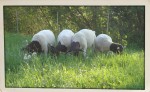 Tiere am Dorperhof