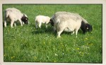 Tiere am Dorperhof