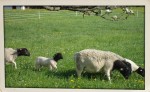 Tiere am Dorperhof