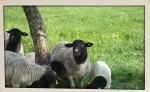 Tiere am Dorperhof