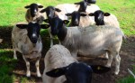 Tiere am Dorperhof