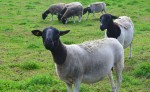 Tiere am Dorperhof