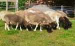 Tiere am Dorperhof