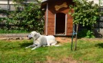 Tiere am Dorperhof