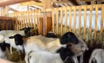 Tiere am Dorperhof