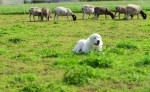Tiere am Dorperhof