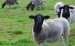 Tiere am Dorperhof
