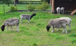 Tiere am Dorperhof