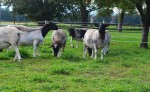 Tiere am Dorperhof