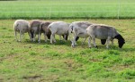 Tiere am Dorperhof